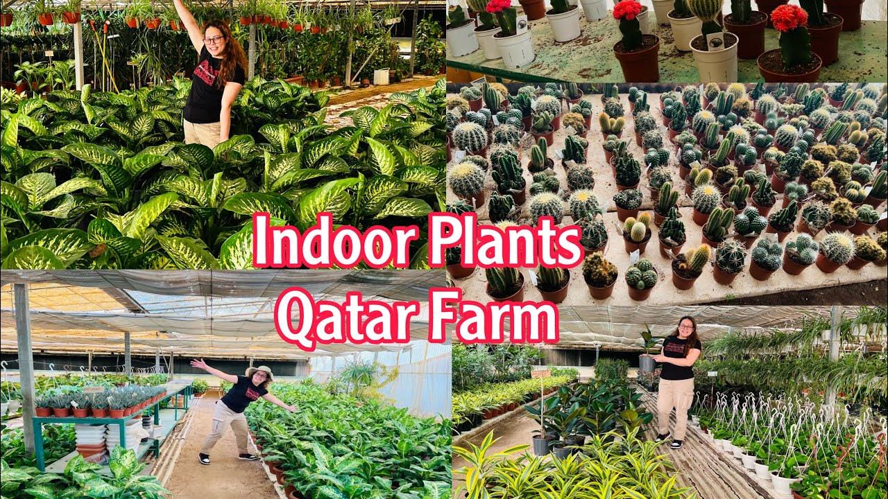 INDOOR PLANTS in Qatar YouTube
