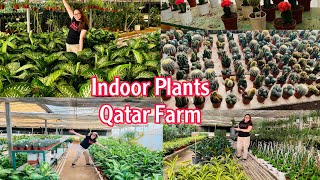 INDOOR PLANTS in Qatar