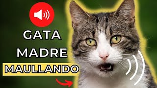 Sonido del Madre Gata Llamando a sus Gatitos  Sonido para atraer a tu gato