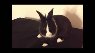 Dramatic Bunny