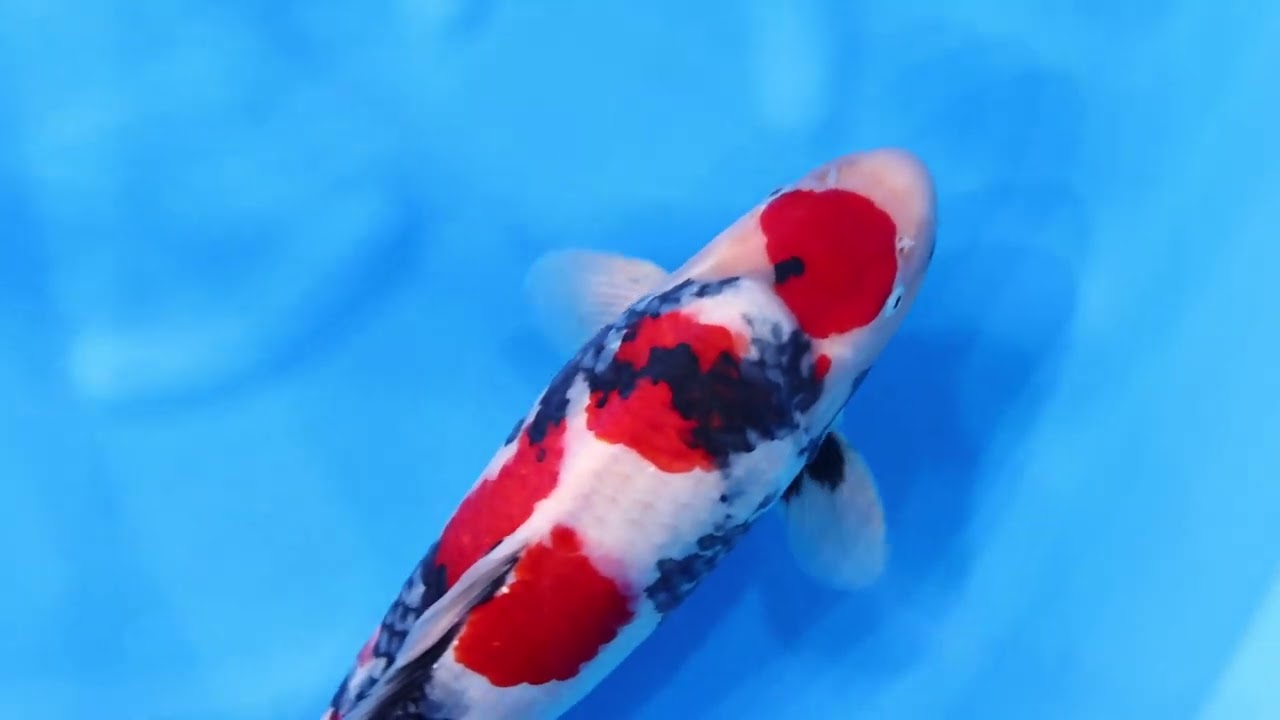 若鯉直前販売会2026】AJYKS2026-074の出品鯉のご紹介！！ - YouTube