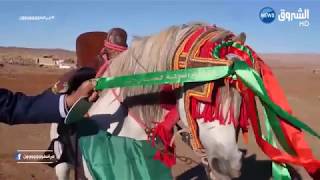 الأغواط : الحصان الذي تحصل على المرتبة الأولي في المغرب