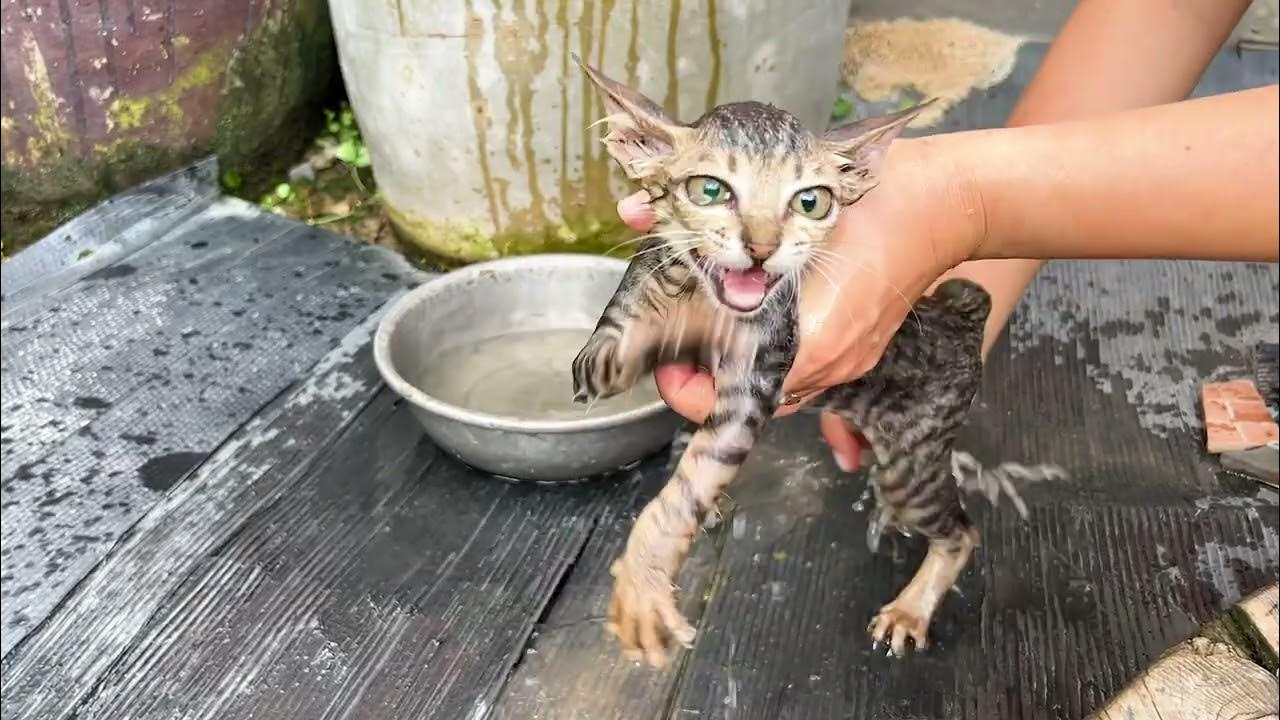 How to bathe a feral kitten? YouTube