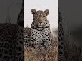 Leopard looking for food #shorts #nature #animals #attack #tiger #leopard #leopardattack #animalover