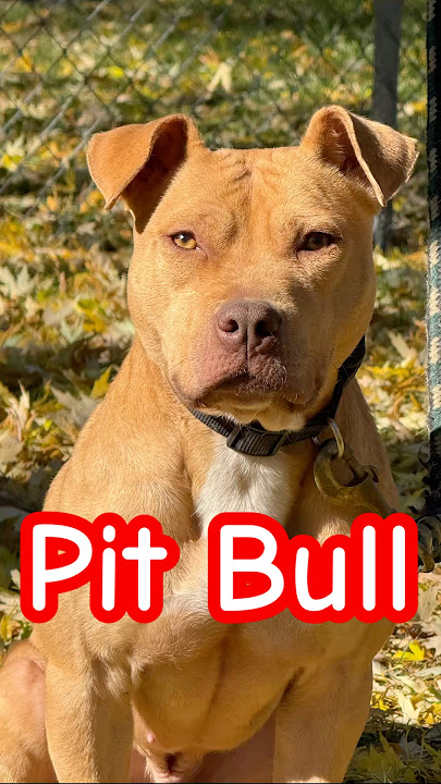 I am a pit bull #apbt #pitbull