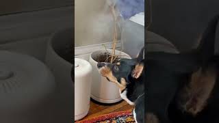 Corgi Loves Humidifier