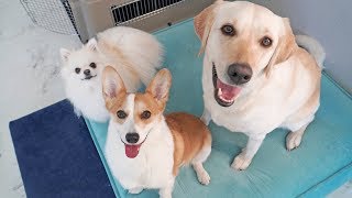 Who's the strongest of the three? Retriever VS Pomeranian VS Welsh Corgi