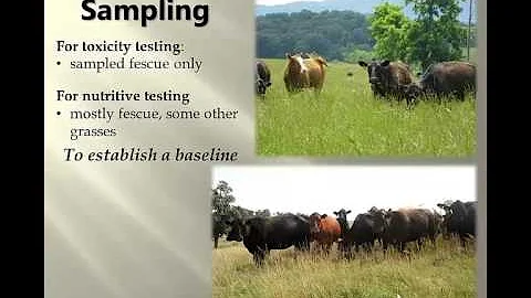 A Year in the Life of  Fescue Pasture