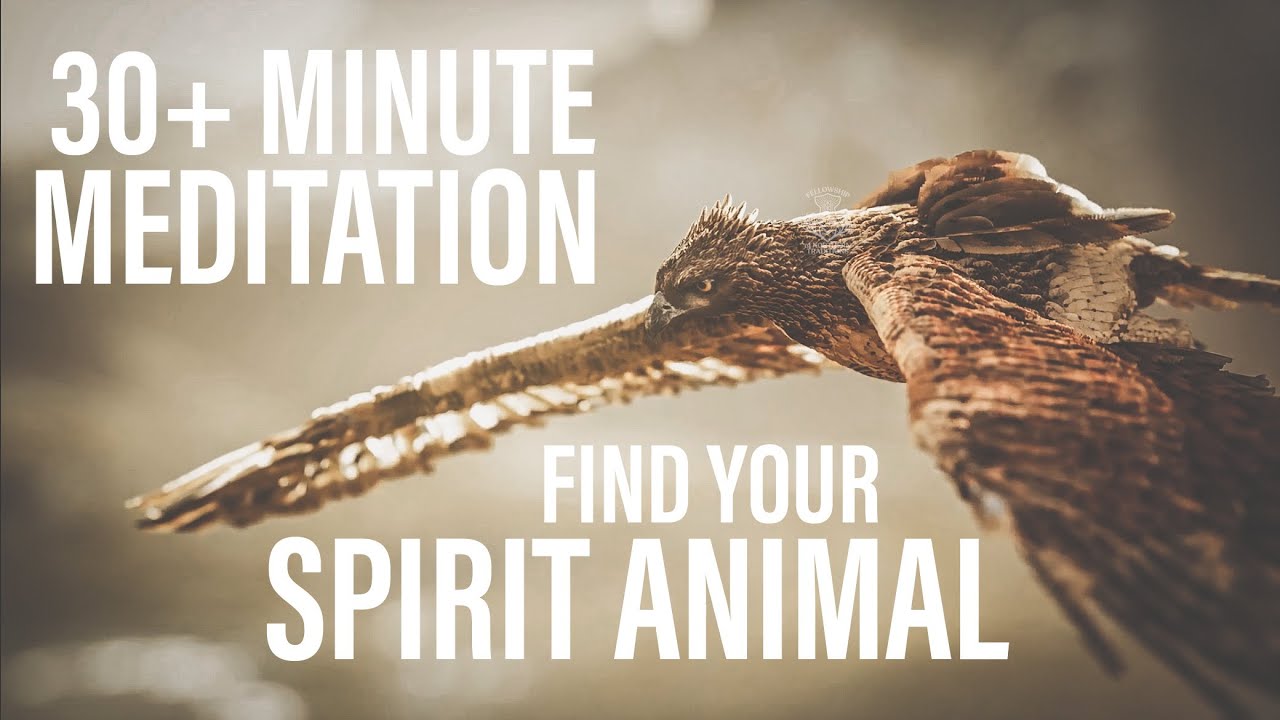 Meditations for Beginners | 30+ Minute Guided Meditation to Relax, and Find  Your Spirit Animal - YouTube