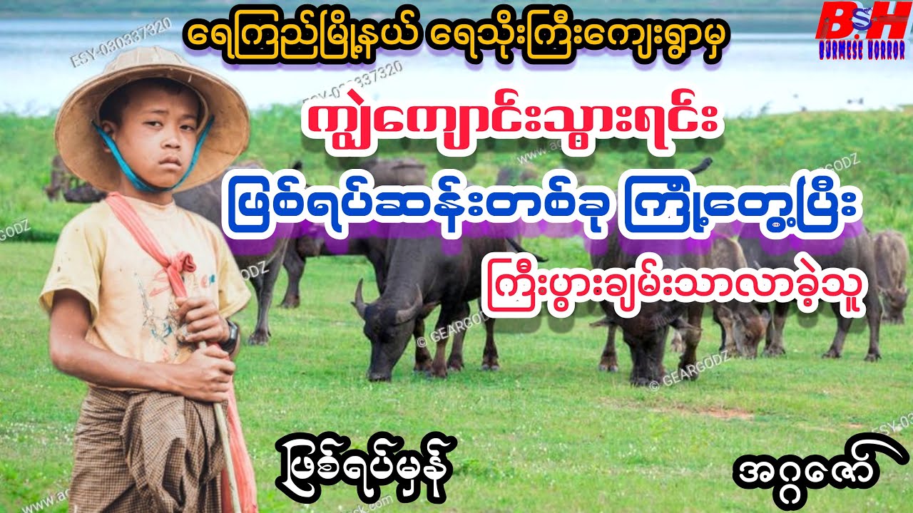 ကျွဲကျောင်းသားလေး ကြုုံ့တွေ့ခဲ့ရသည့် ဖြစ်ရပ်ဆန်း //