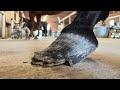 NEGLECTED HOOF Restoration Mp3 Song