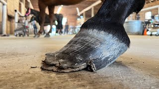 NEGLECTED HOOF Restoration