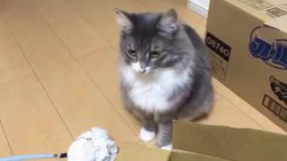 遊んでほしい猫 ノルウェージャンフォレストキャット Cat want to play. Norwegian Forest Ca