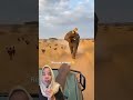 Gajah baik hati #youtubeshorts #funny