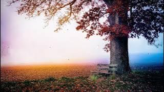 Background Video Musim Gugur | Fall Video