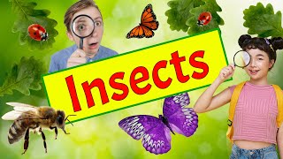 Insectos (vocabulario en inglés). Insects vocabulary.