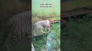 Jalanjalan Ke Semarang Zoo Bareng Anakanak zoo semarangzoo semarang semarangexplore fyp