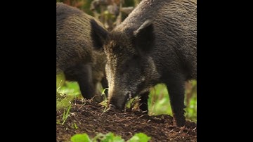 Những Khoảnh Khắc Lãng Mạn Của Các Cặp Đôi trong thế giới động   | Trở Về Thế Giới Động Vật
