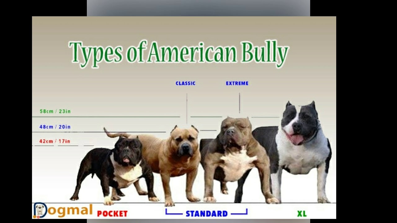 The Difference Between The American Pittbull Terrier And The American Bully #405Bulli...