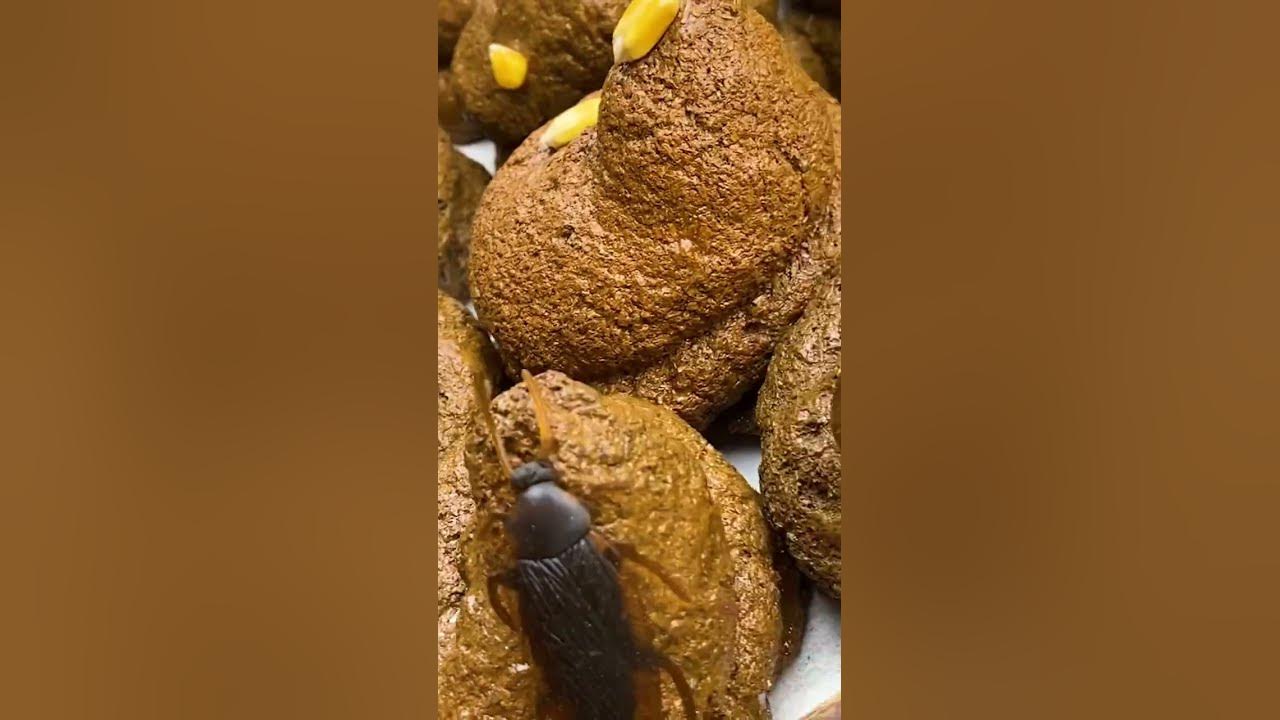 💩Poop for sale in Brazilian market 🇧🇷 YouTube