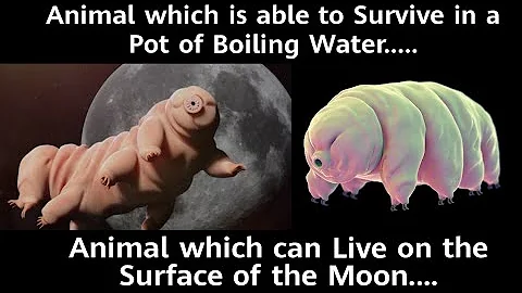Meet the👉 TARDIGRADE the toughest Animal on earth 🌍.