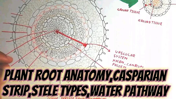 Plant Root Anatomy,Casparian Strip|Stele Types And Water Pathway @umerfarooqbiology7083