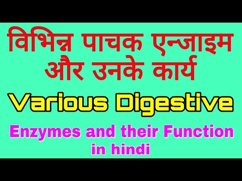 वीडियो: कौन से अंगक पाचक एंजाइमों की थैली हैं?