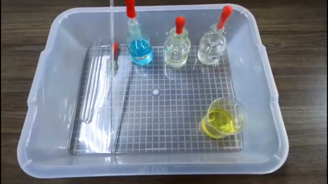 Thí nghiệm nhận biết protein có mặt bên trong tế bào | Sinh học 10