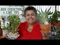 Updated Aloe Collection and Care Tips