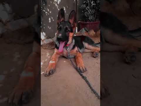 dog things best of animal &new Istragram status