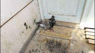 'Perawatan Indukan Pakoi dan Mangon : Bertelor kembali' @jokowijaya #peternakan #ayam