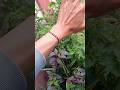 Gelang tridatu khas bali