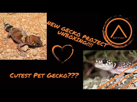 Barking Gecko Project!!!