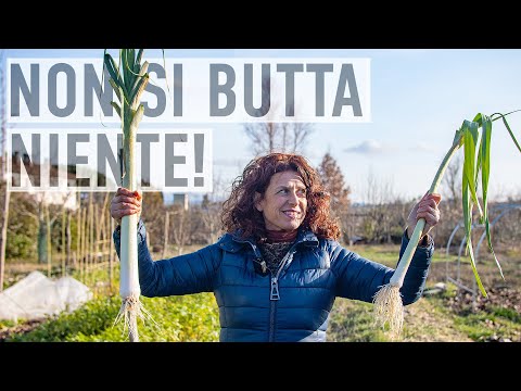 Non buttare le foglie del PORRO! Ecco 3 ricette. Dall'ORTO alla CUCINA