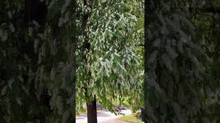 черемуха#природа#культура#лето#благовещенск