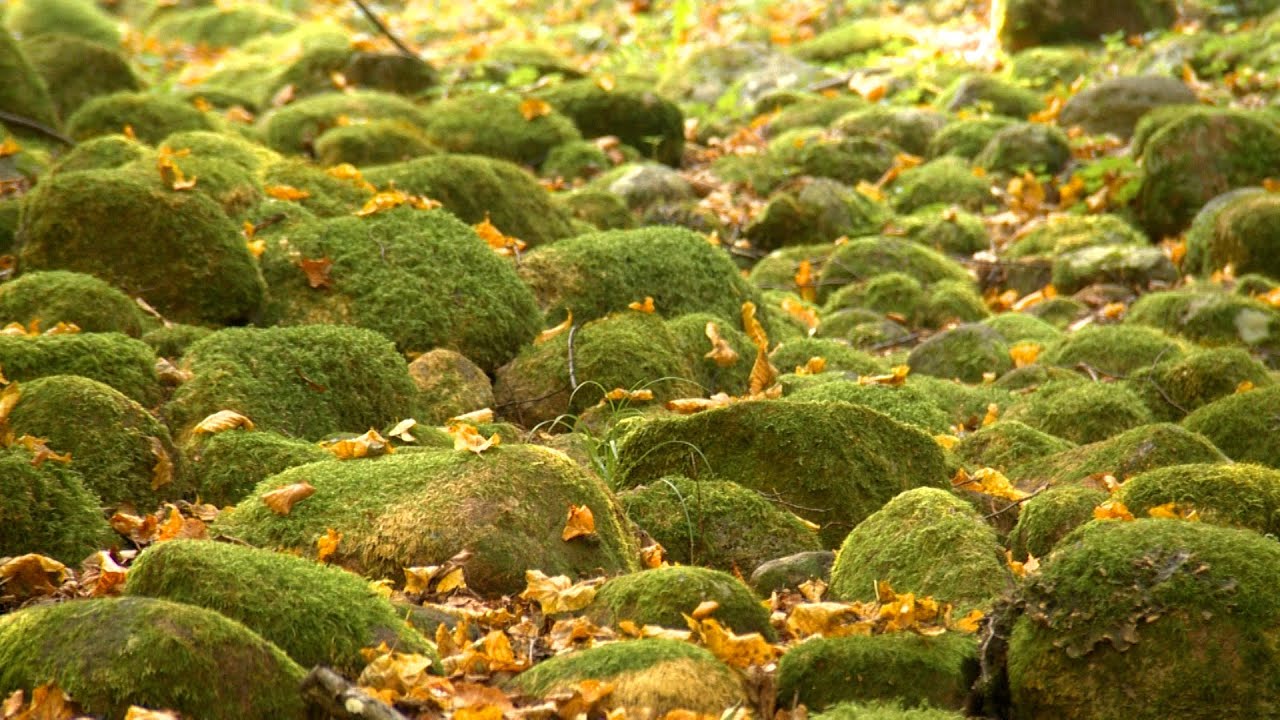 Vai noslēpumiem un leģendām apvītais Pokaiņu mežs tiek iznīcināts?