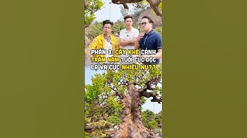 Phần 3: Cây khế cảnh trăm năm tuổi cực độc lạ và cực nhiều nu??