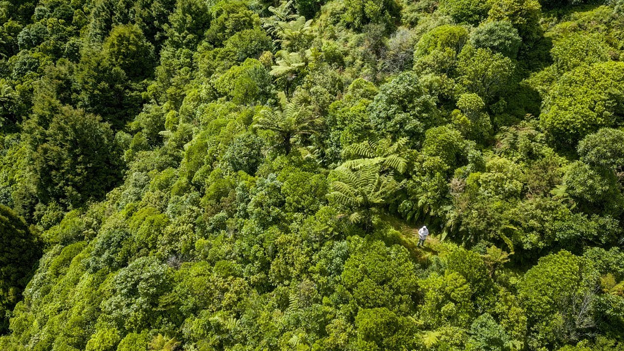 Rimu Ridge Climb - New Zealand Landscape Mini 3 Pro #4k #uhd # ...