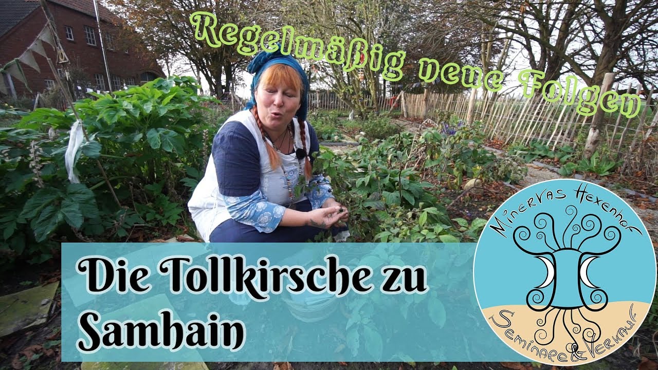 Die Tollkirsche zu Samhain