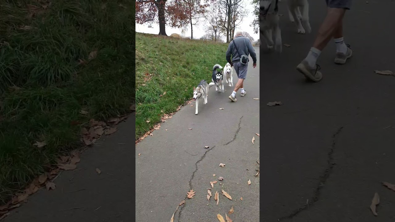 Husky sibling reunion 😍🐺💓