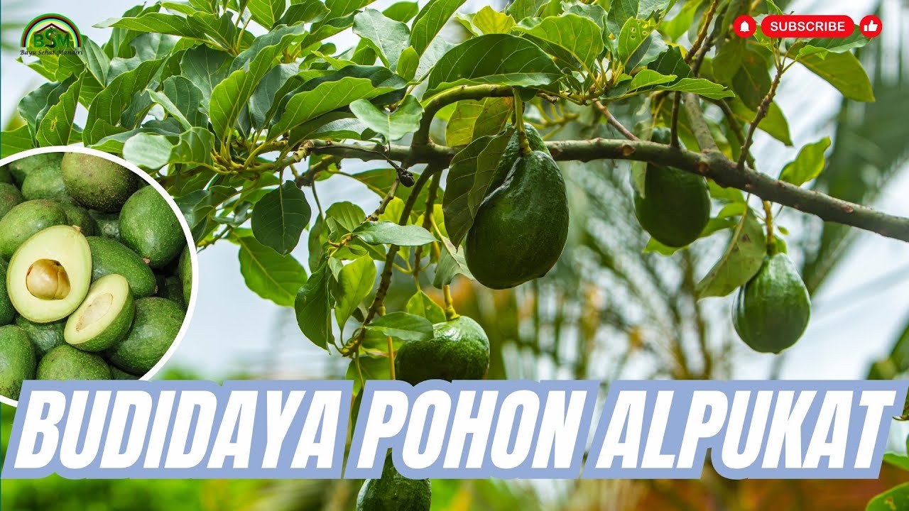 BUDIDAYA POHON ALPUKAT DIBEKAS LAHAN SAWIT