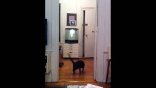 Captain Romulus and His Tricks