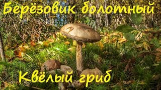 Подберёзовик болотный - квёлый гриб