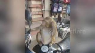 Viral Video Monkey Checks Himself Out In Bikes Mirror, His Reaction Will Leave You In Splits.