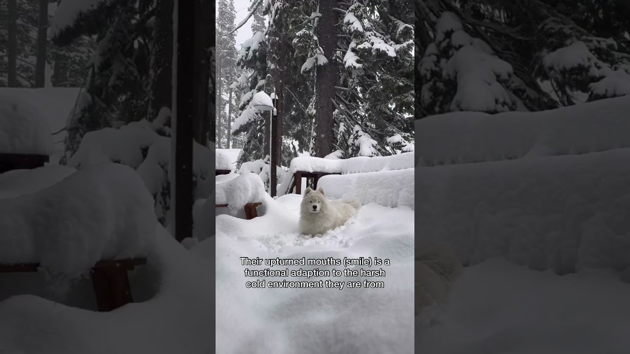Why do Samoyeds always look so happy? 