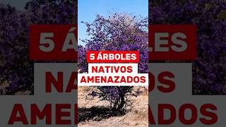 5 Árboles Amenazados de México🌳🌲🌿 #arbolesnativos #plantas #jardin #naturaleza #reforestacion