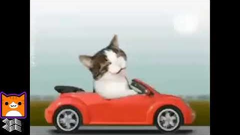 preview 2 numa cats V1 -  V4