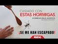 HORMIGAS BALA SE ESCAPAN EN MI CASA -  Cambio a un hormiguero nuevo