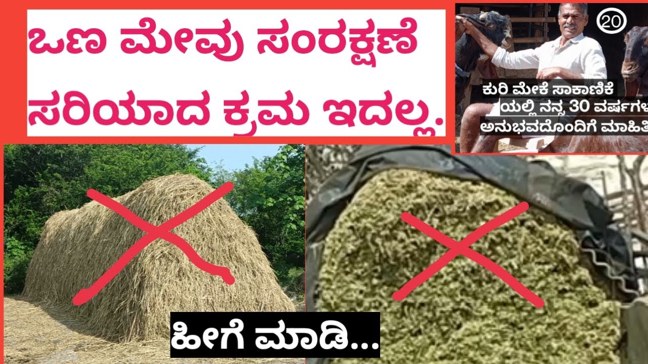 ಒಣ ಮೇವು ಸಂರಕ್ಷಣೆಯ ಸರಿಯಾದ ಕ್ರಮ?