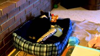 Dylan Swancott Of Pembrokeshire, Pembroke Welsh Corgi, May 2013